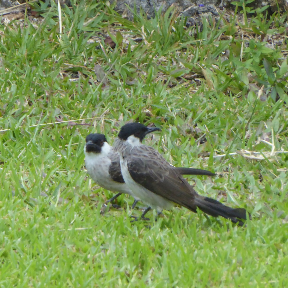 Sooty-headed Bulbul - Ann Kovich