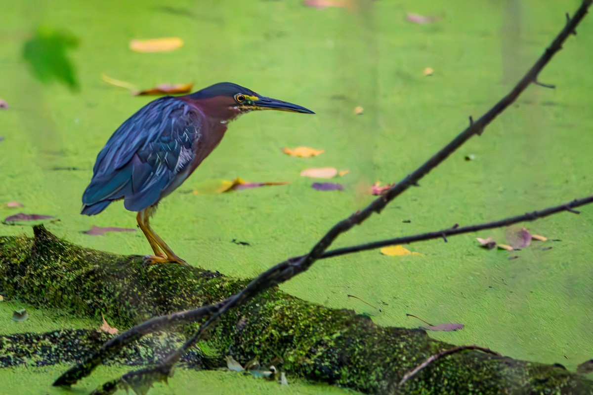 Green Heron - ML621877748