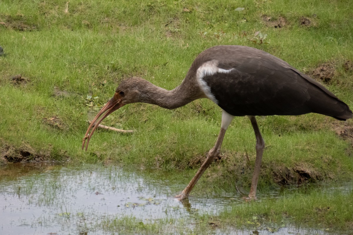 Ibis blanc - ML621877752