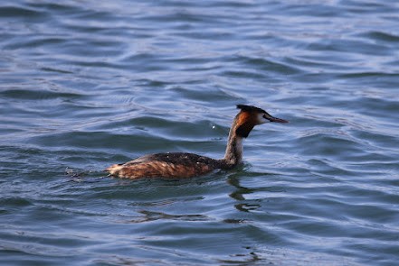 Great Crested Grebe - ML621877767