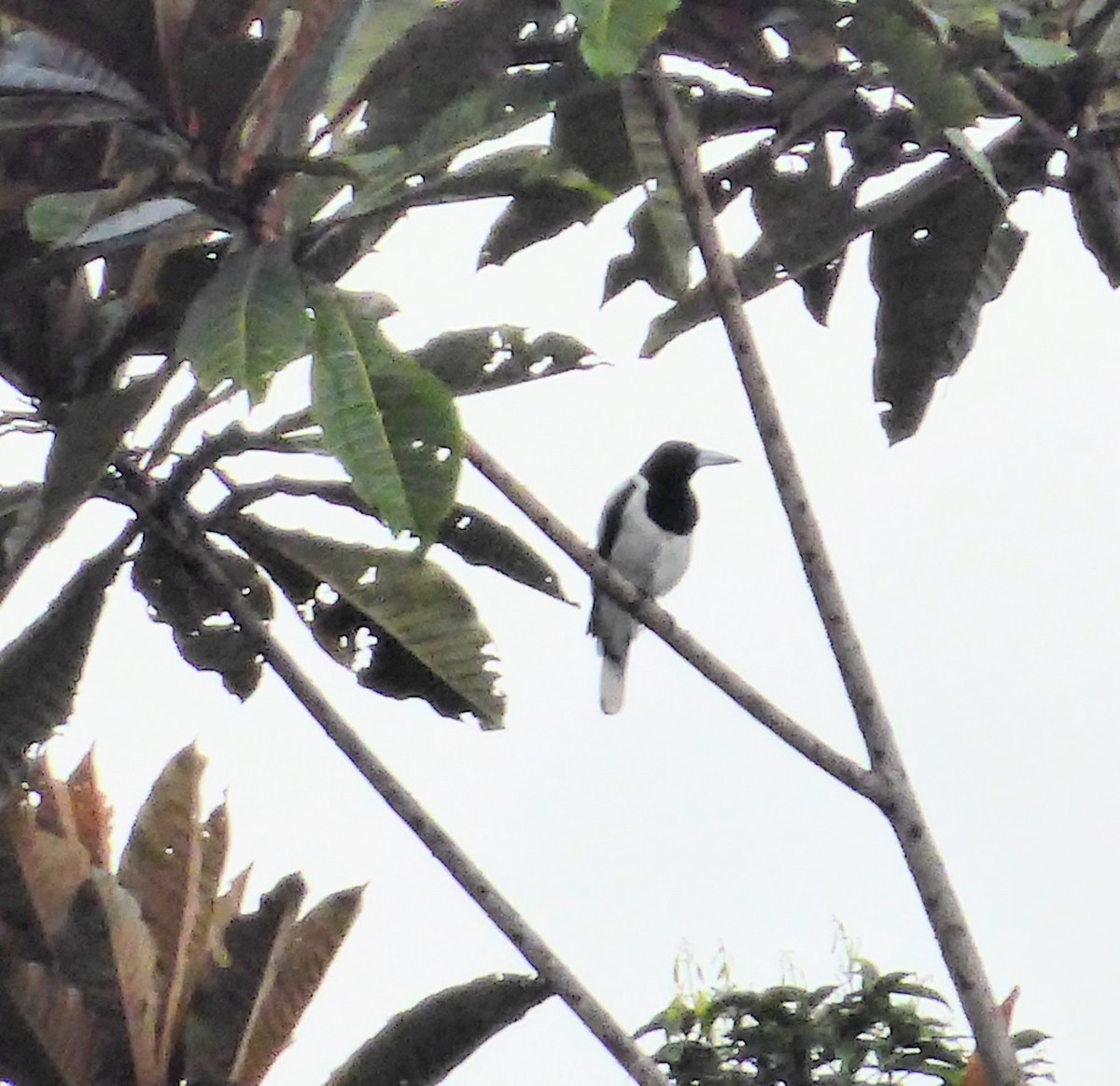 Hooded Butcherbird - ML621877773