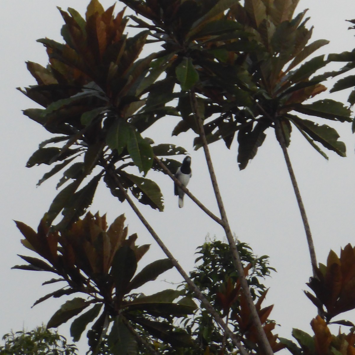 Hooded Butcherbird - ML621877775