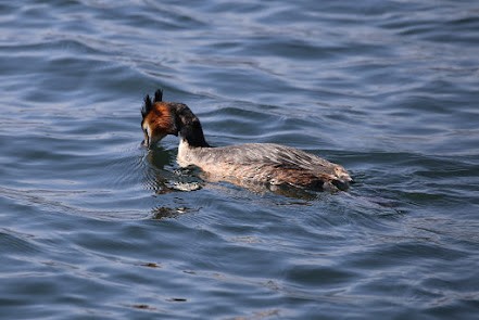 Great Crested Grebe - ML621877776