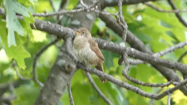 House Wren - ML621877800