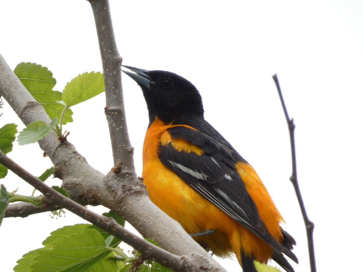 Baltimore Oriole - ML621877803