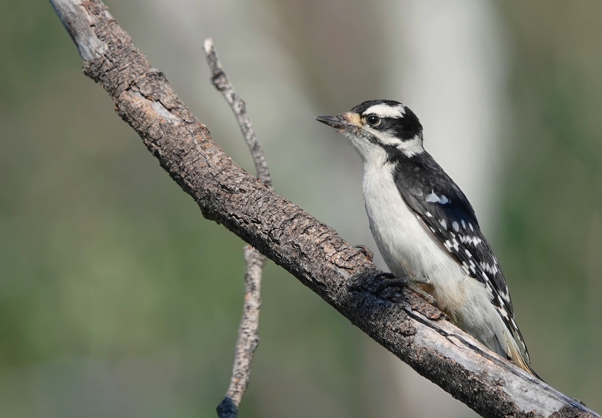 Downy Woodpecker - Cheryl Carlile