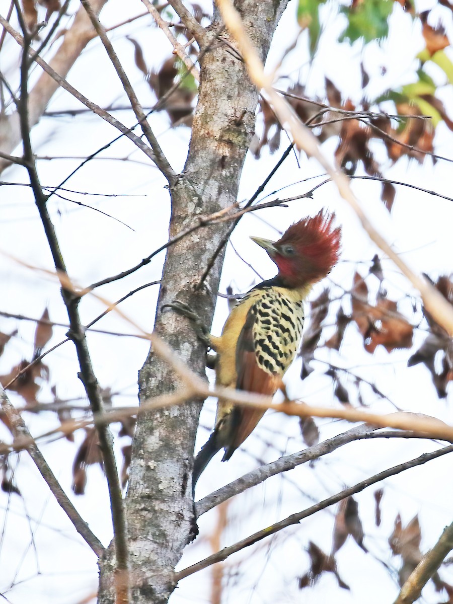 Kaempfer's Woodpecker - David Lang