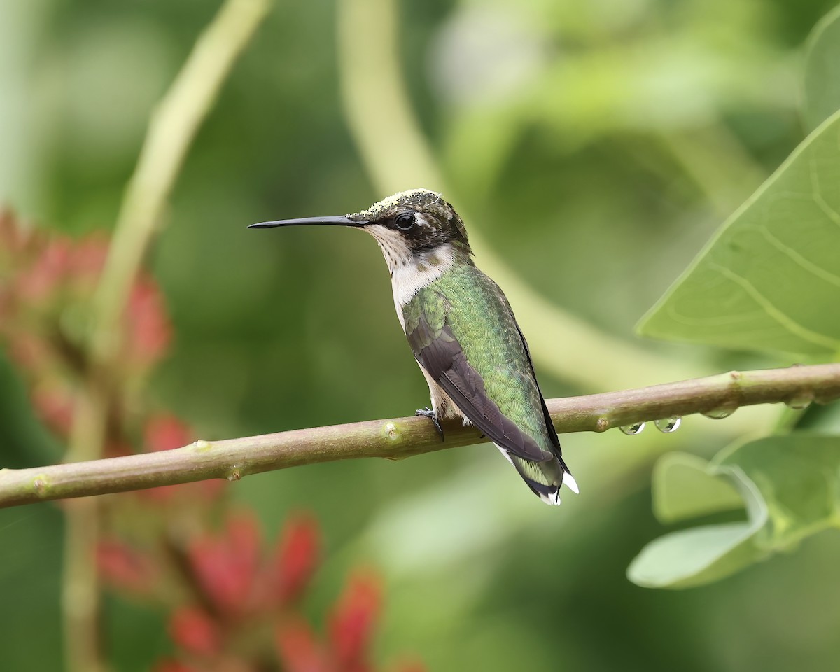 Ruby-throated Hummingbird - ML621877832