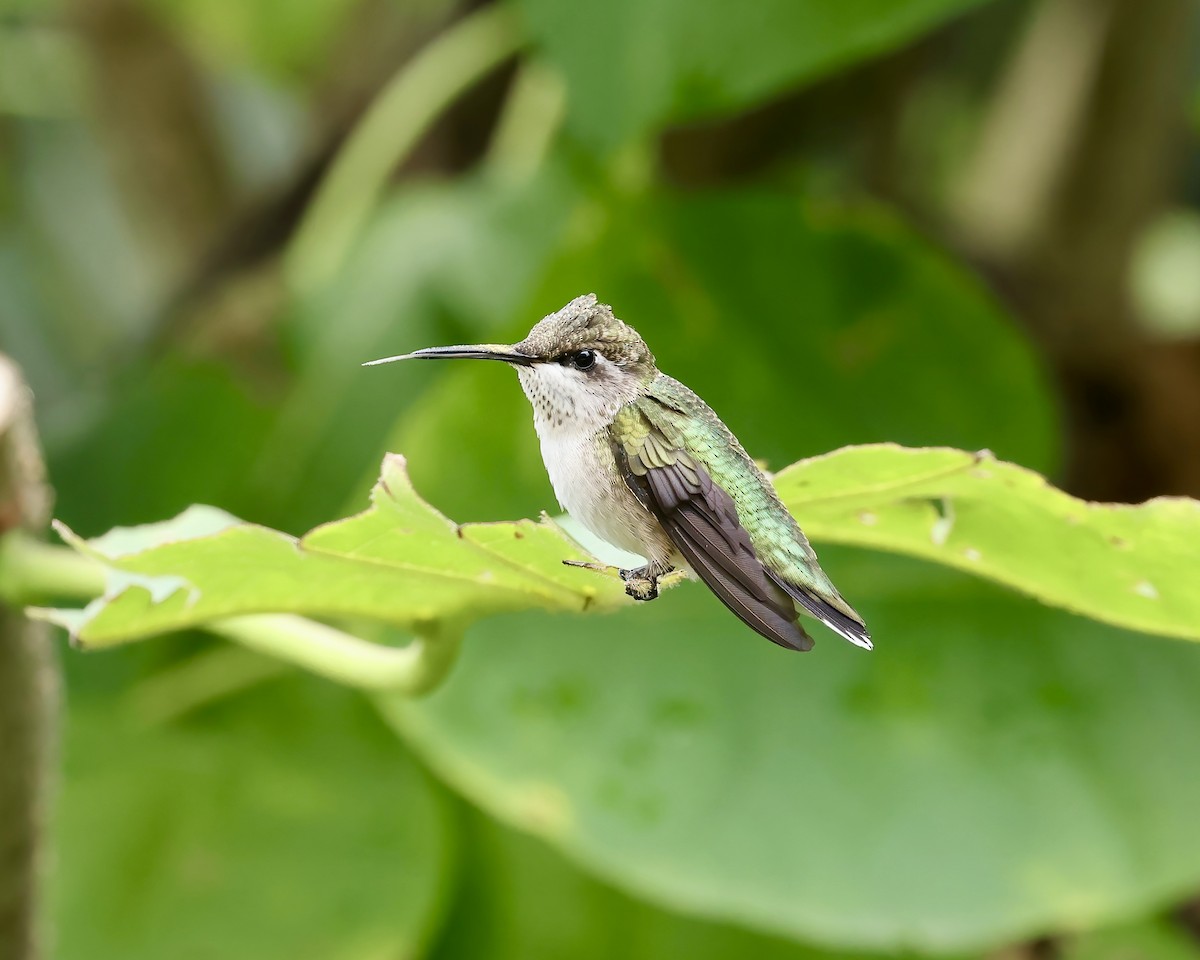 Ruby-throated Hummingbird - ML621877833