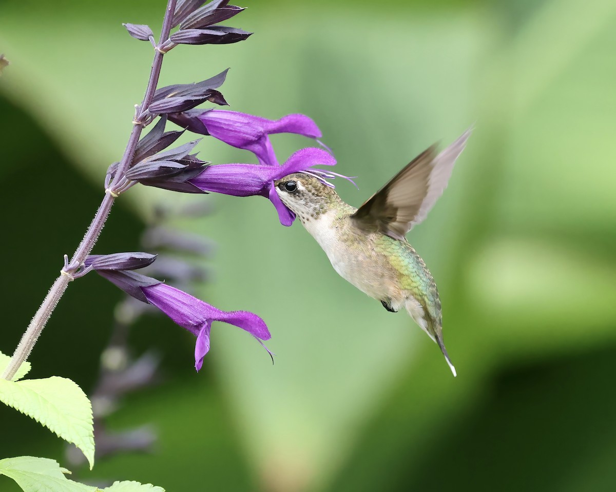 Ruby-throated Hummingbird - ML621877834