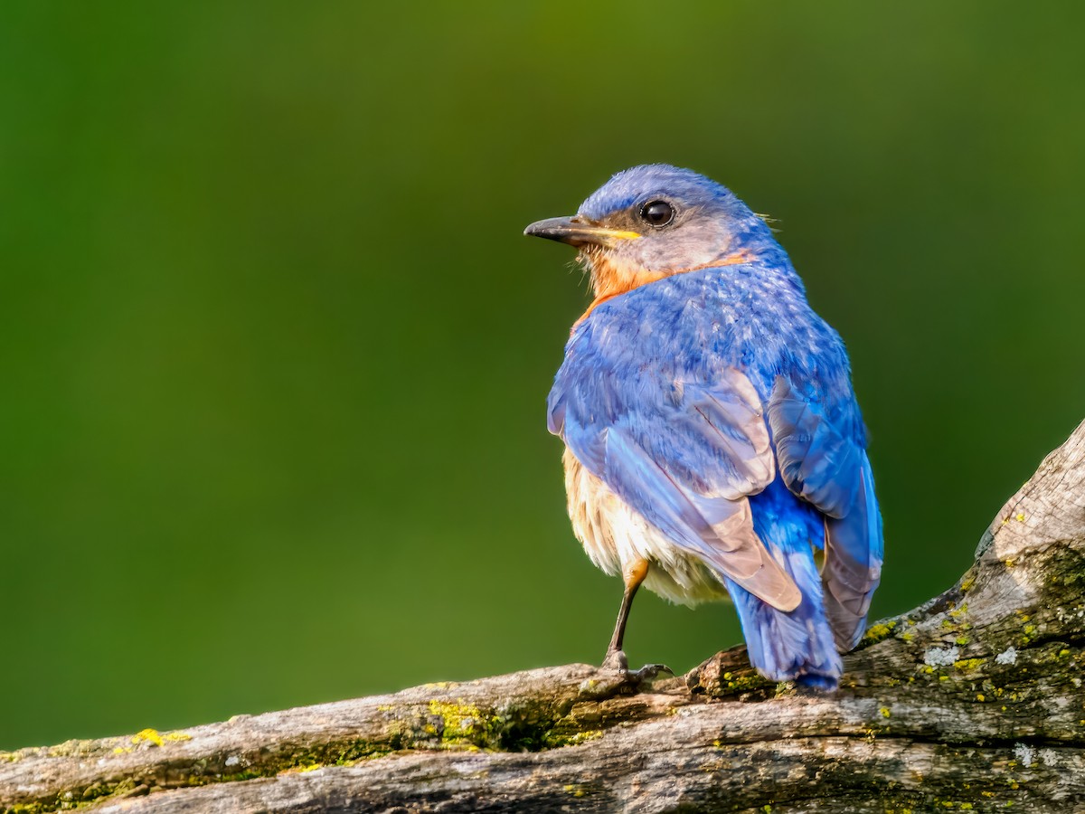 Eastern Bluebird - ML621877837