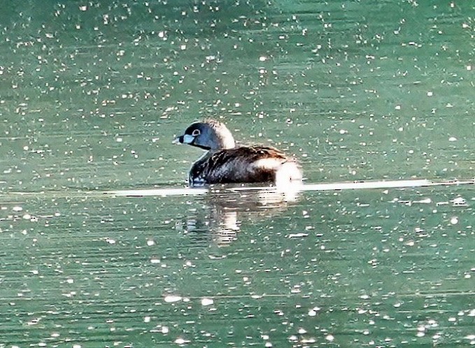 Pied-billed Grebe - ML621877848