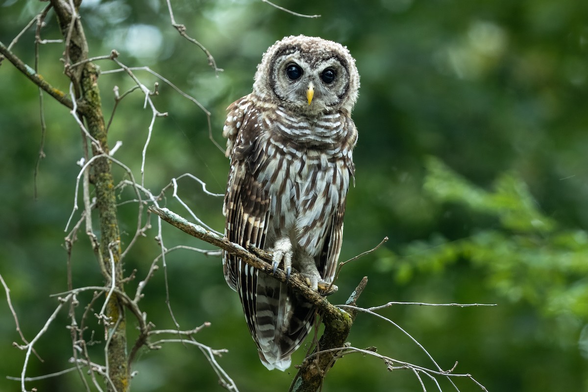 Barred Owl - Nick Booher