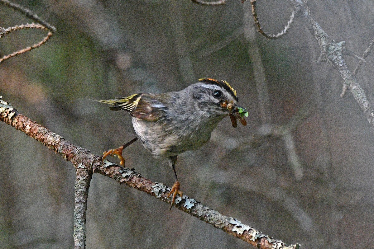 Golden-crowned Kinglet - ML621877868