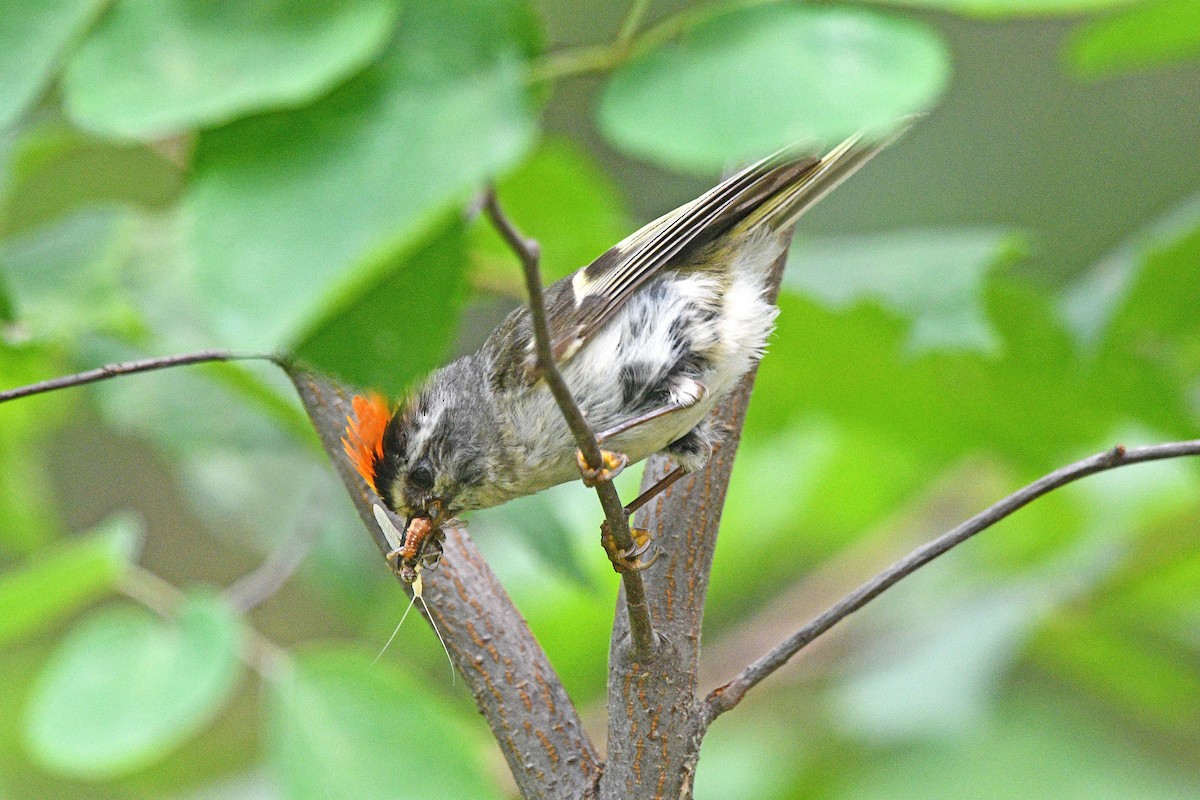 Golden-crowned Kinglet - ML621877869