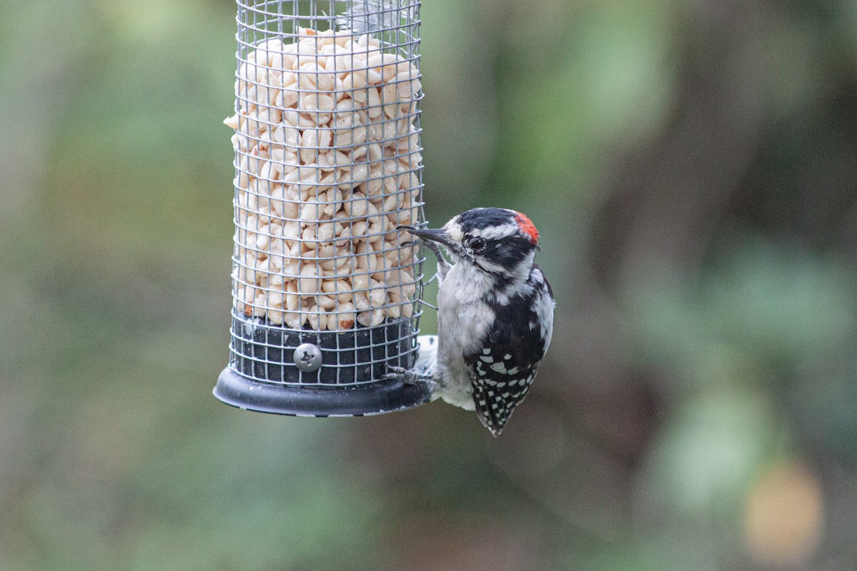 Downy Woodpecker - Noah Bieljeski