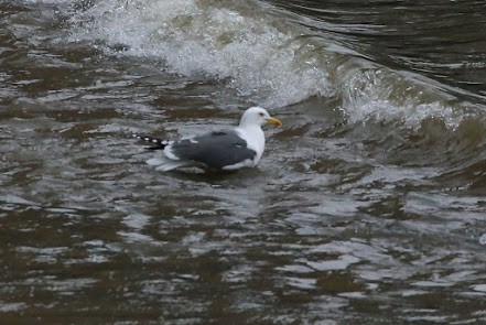 Gaviota Sombría - ML621877878