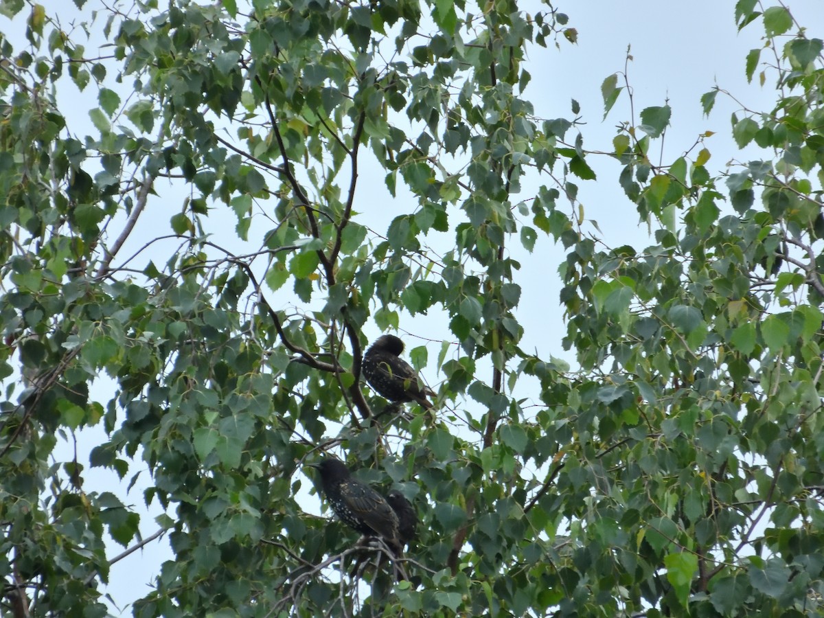 European Starling - ML621877890