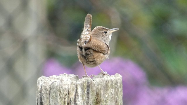 House Wren - ML621877927