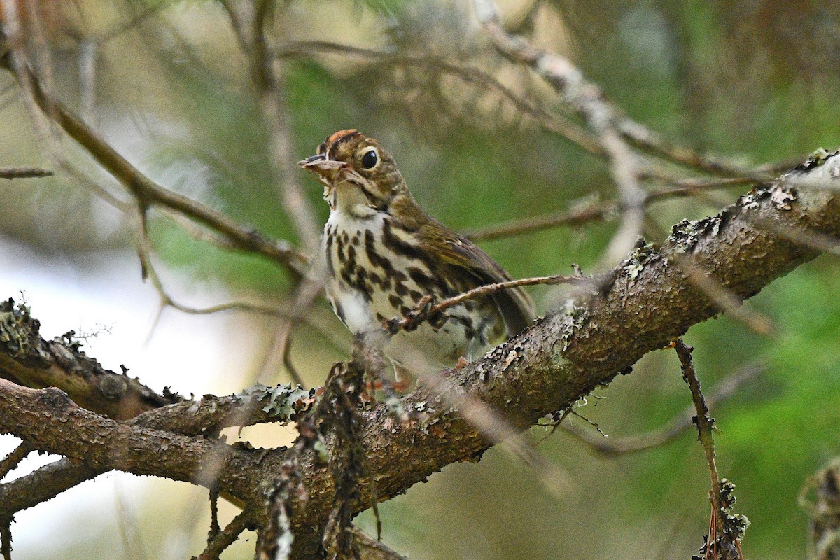 Ovenbird - ML621877928