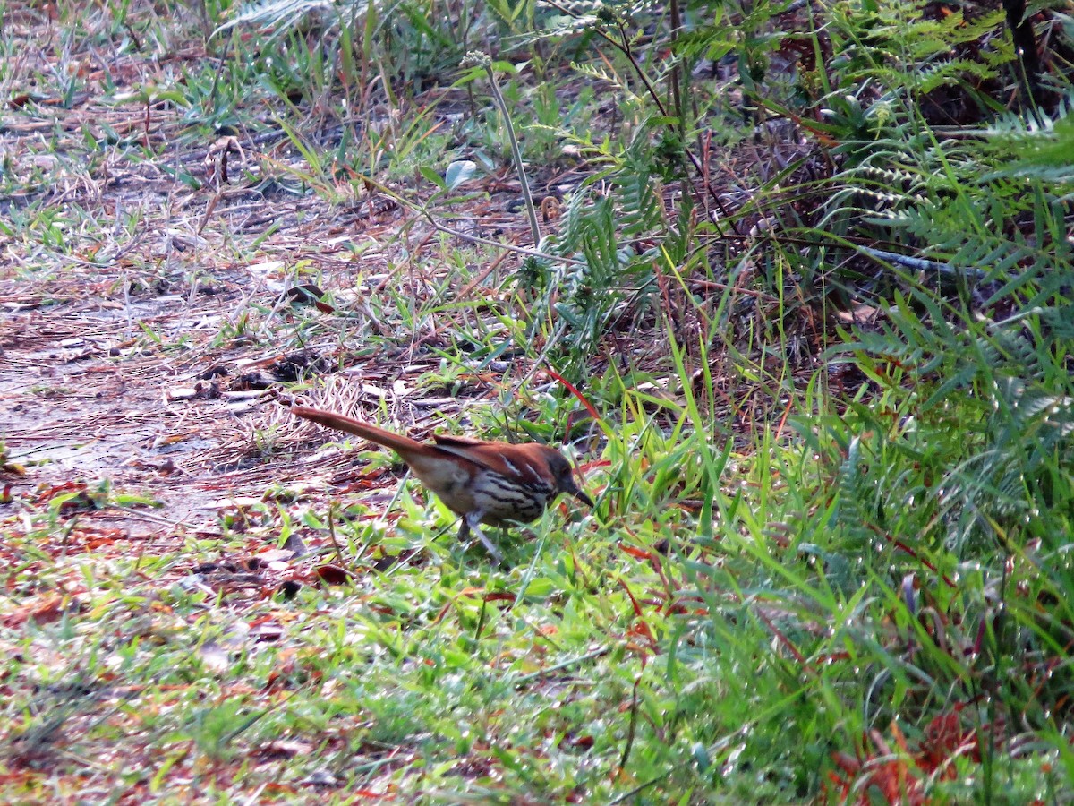 Brown Thrasher - ML621877929