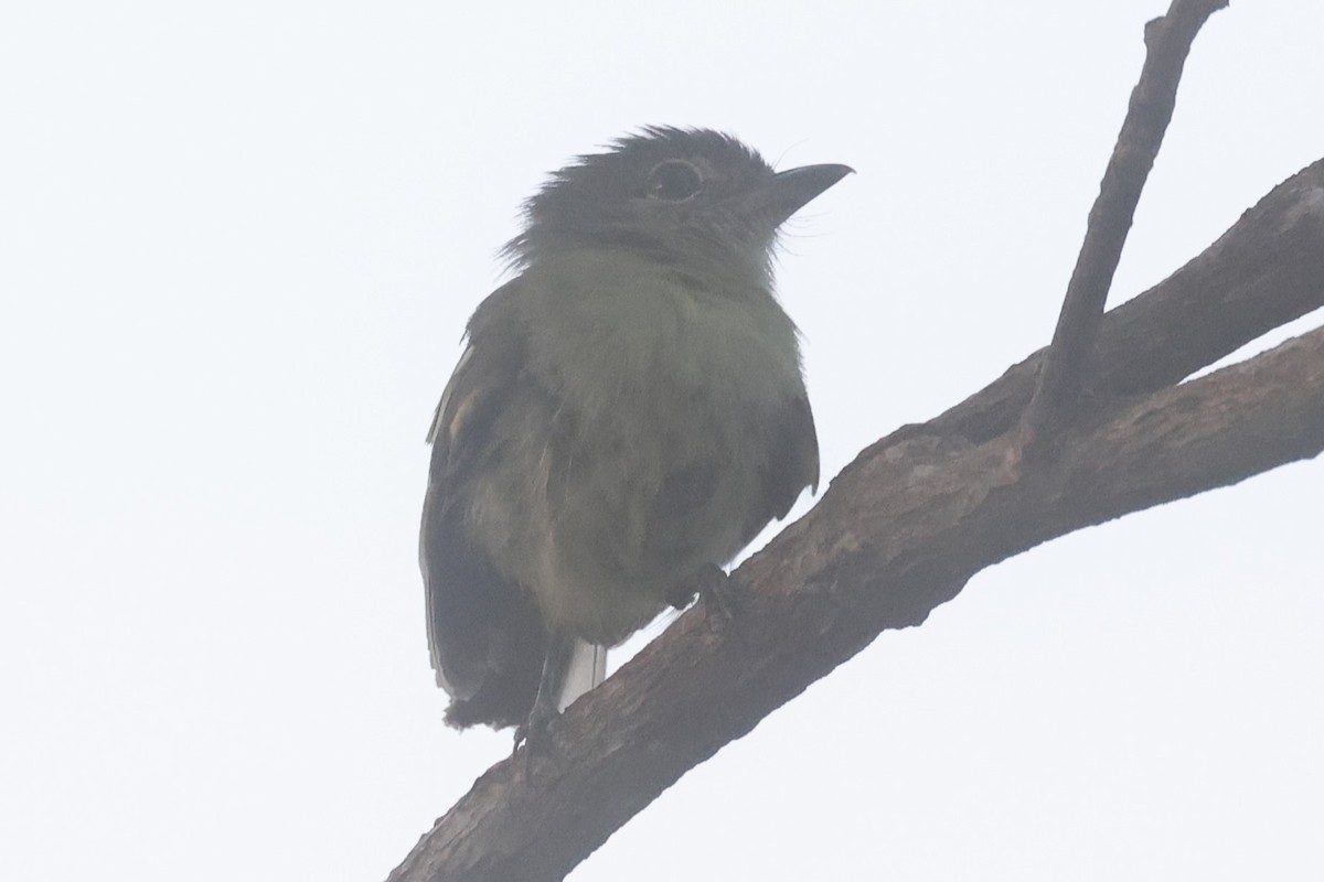 Gray-crowned Flatbill - ML621877949