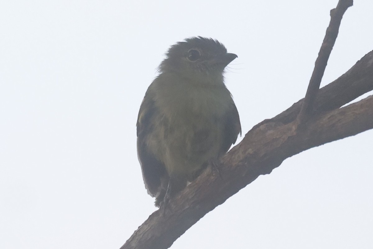 Gray-crowned Flatbill - ML621877950