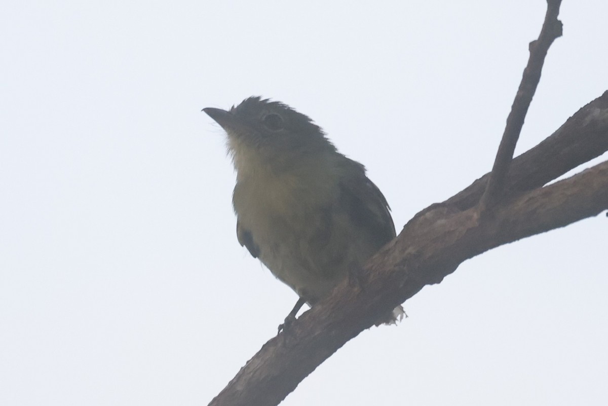 Gray-crowned Flatbill - ML621877951