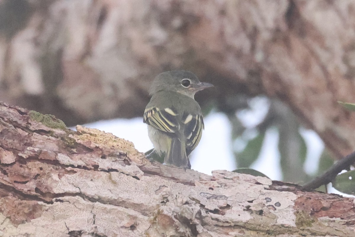 Gray-crowned Flatbill - Kathy Richardson