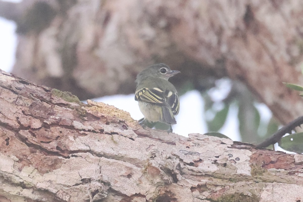 Gray-crowned Flatbill - ML621877953