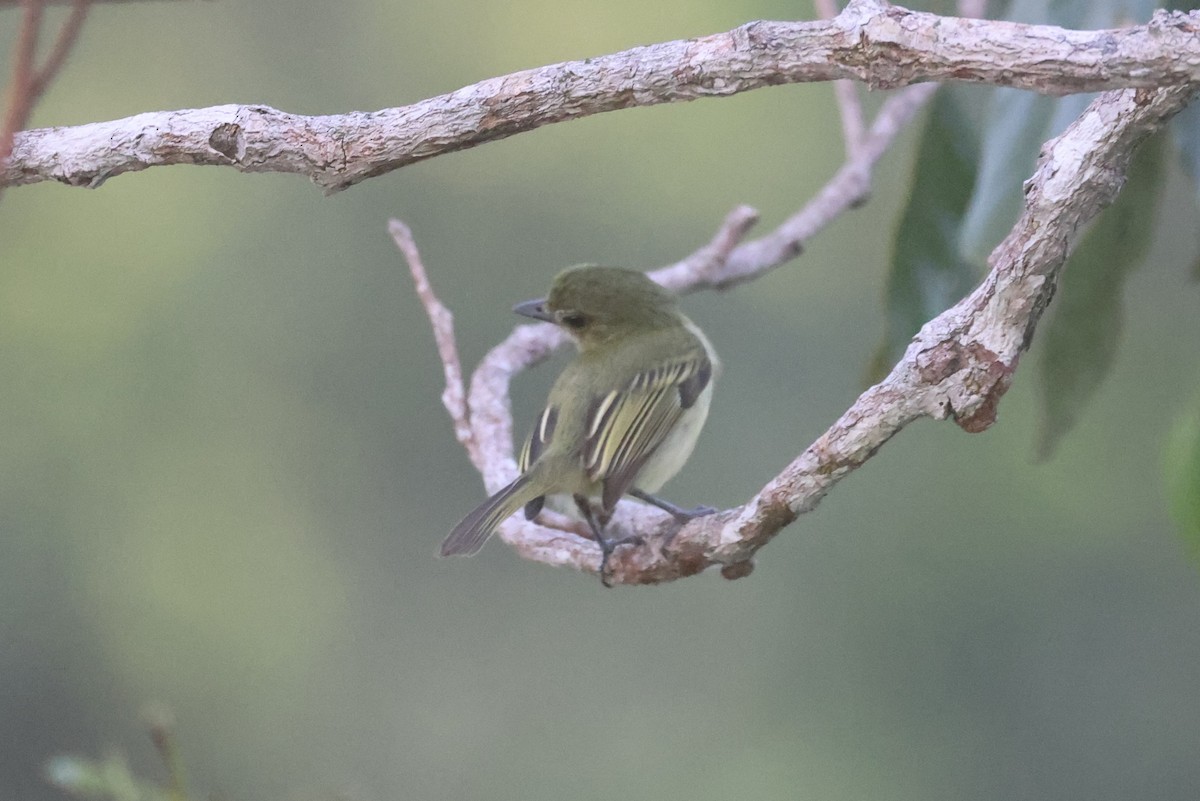 Gray-crowned Flatbill - ML621877954