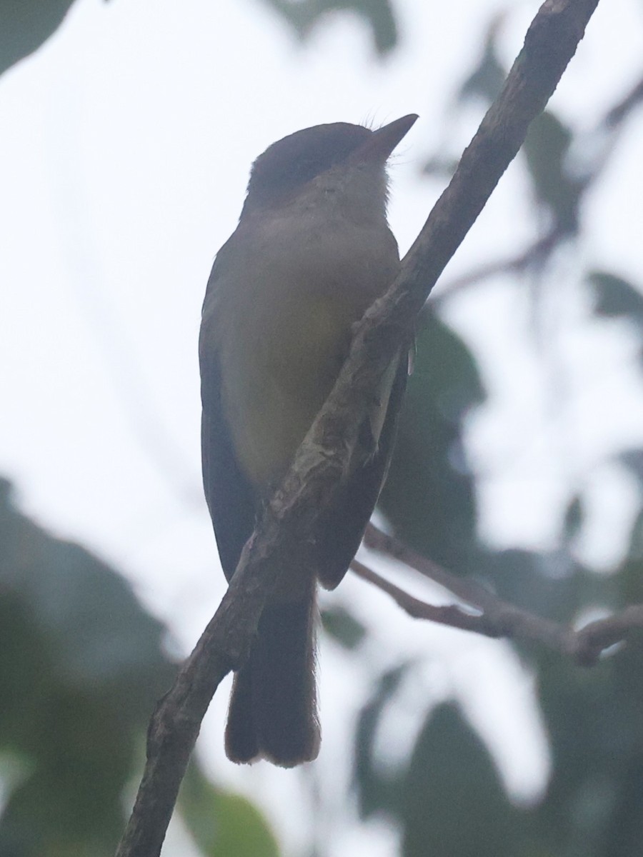 Crowned Slaty Flycatcher - ML621877965