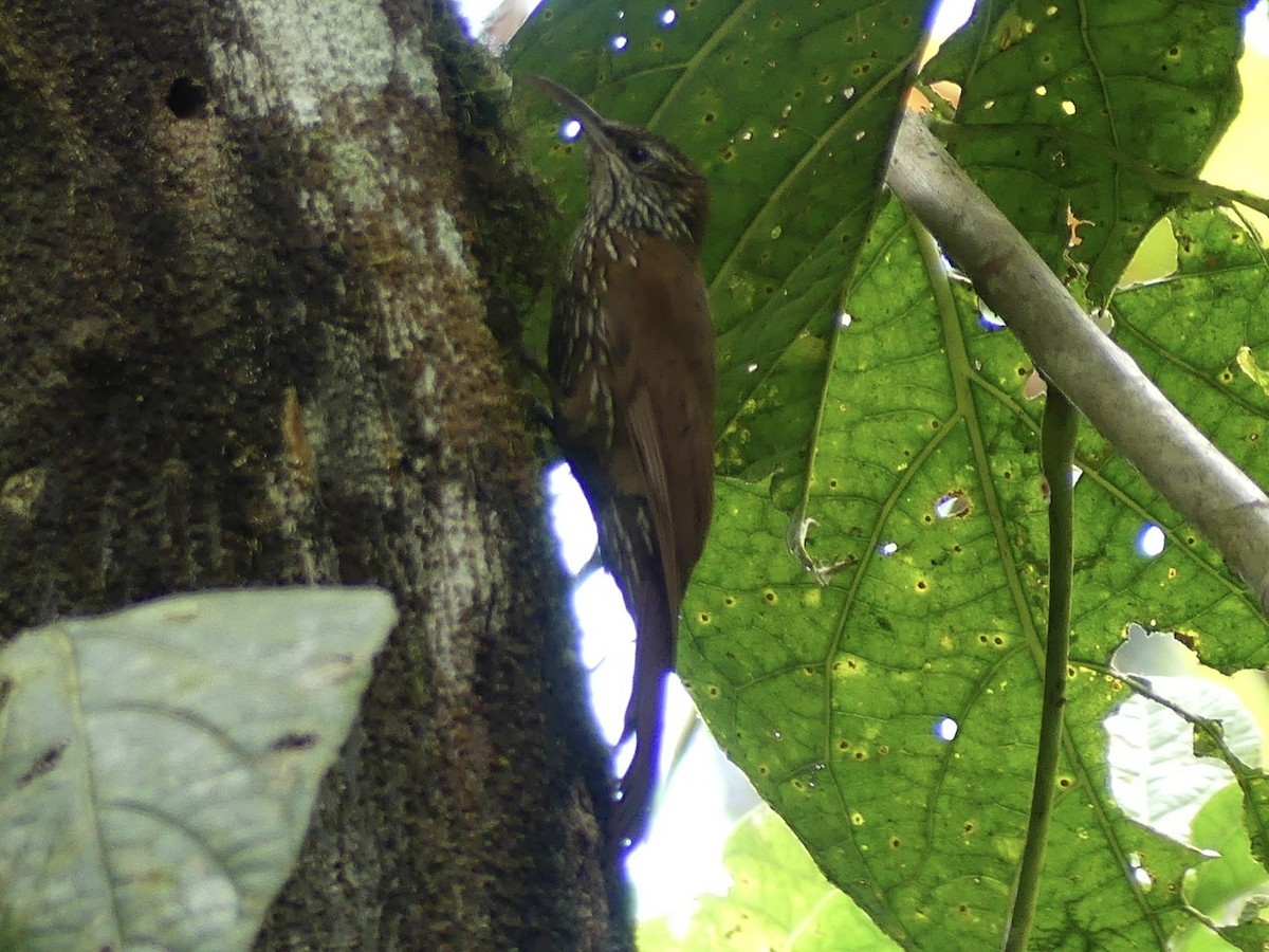 Montane Woodcreeper - Drake Bowser