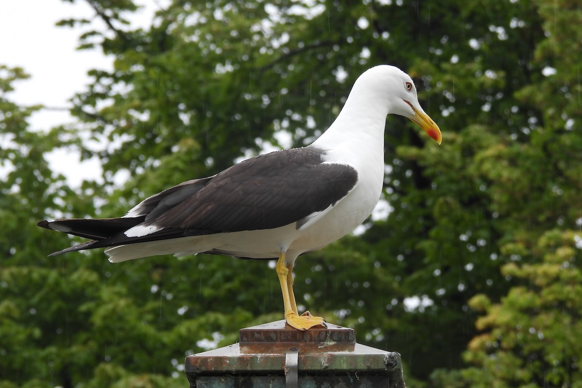 Gaviota Sombría - ML621878039