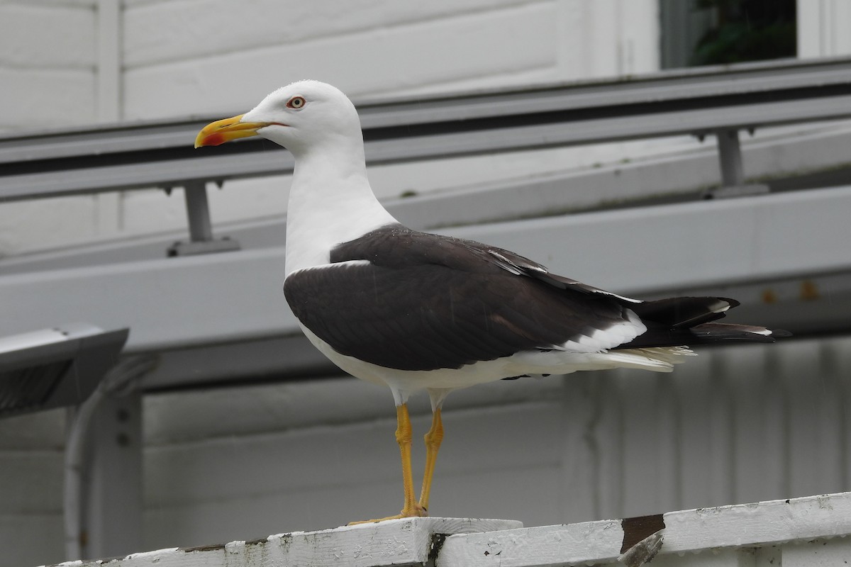 Gaviota Sombría - ML621878070