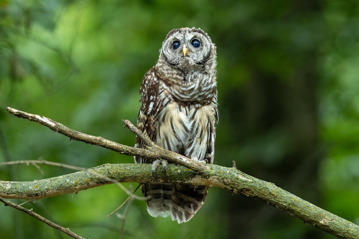 Barred Owl - ML621878092