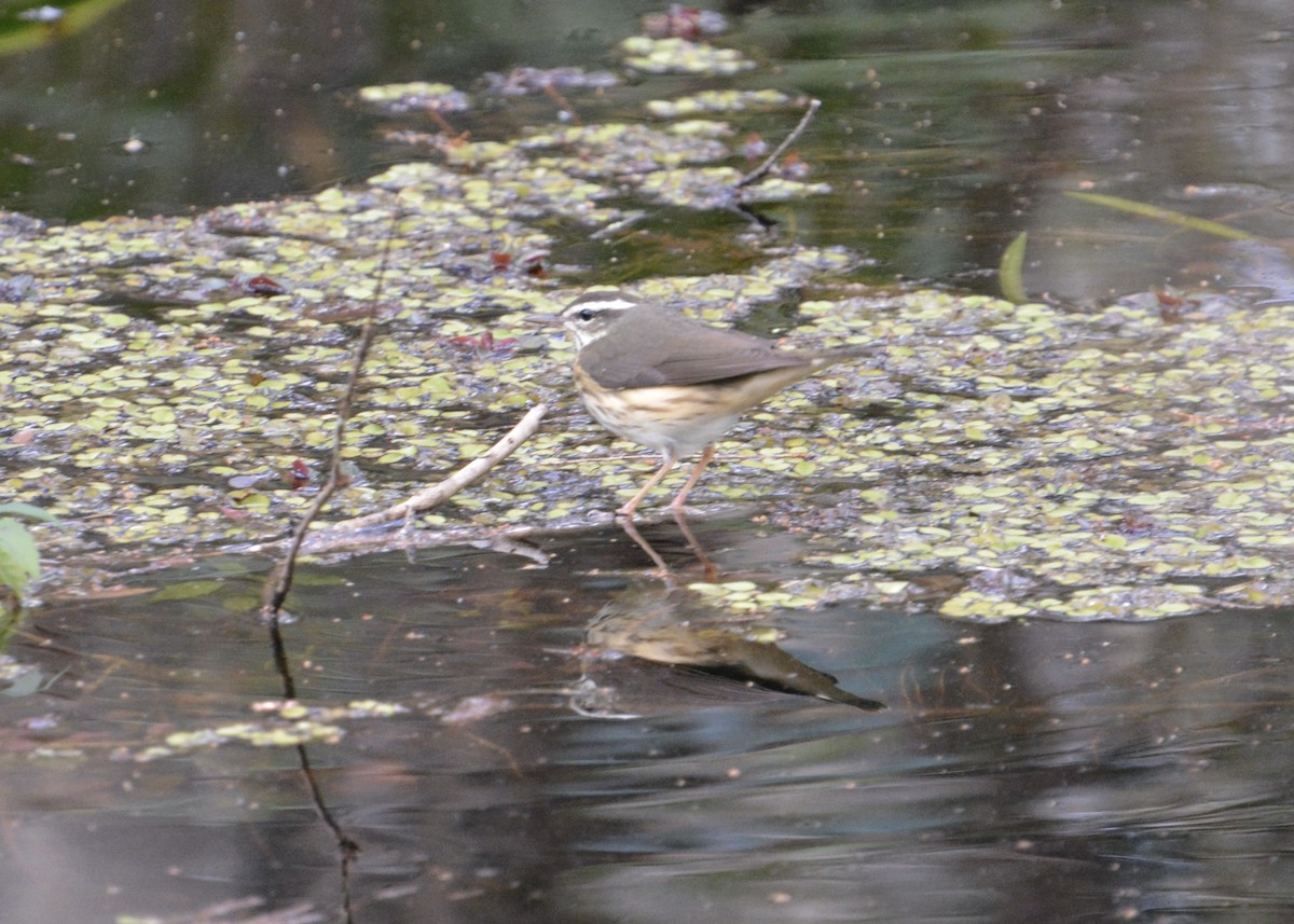 Louisiana Waterthrush - ML621878094