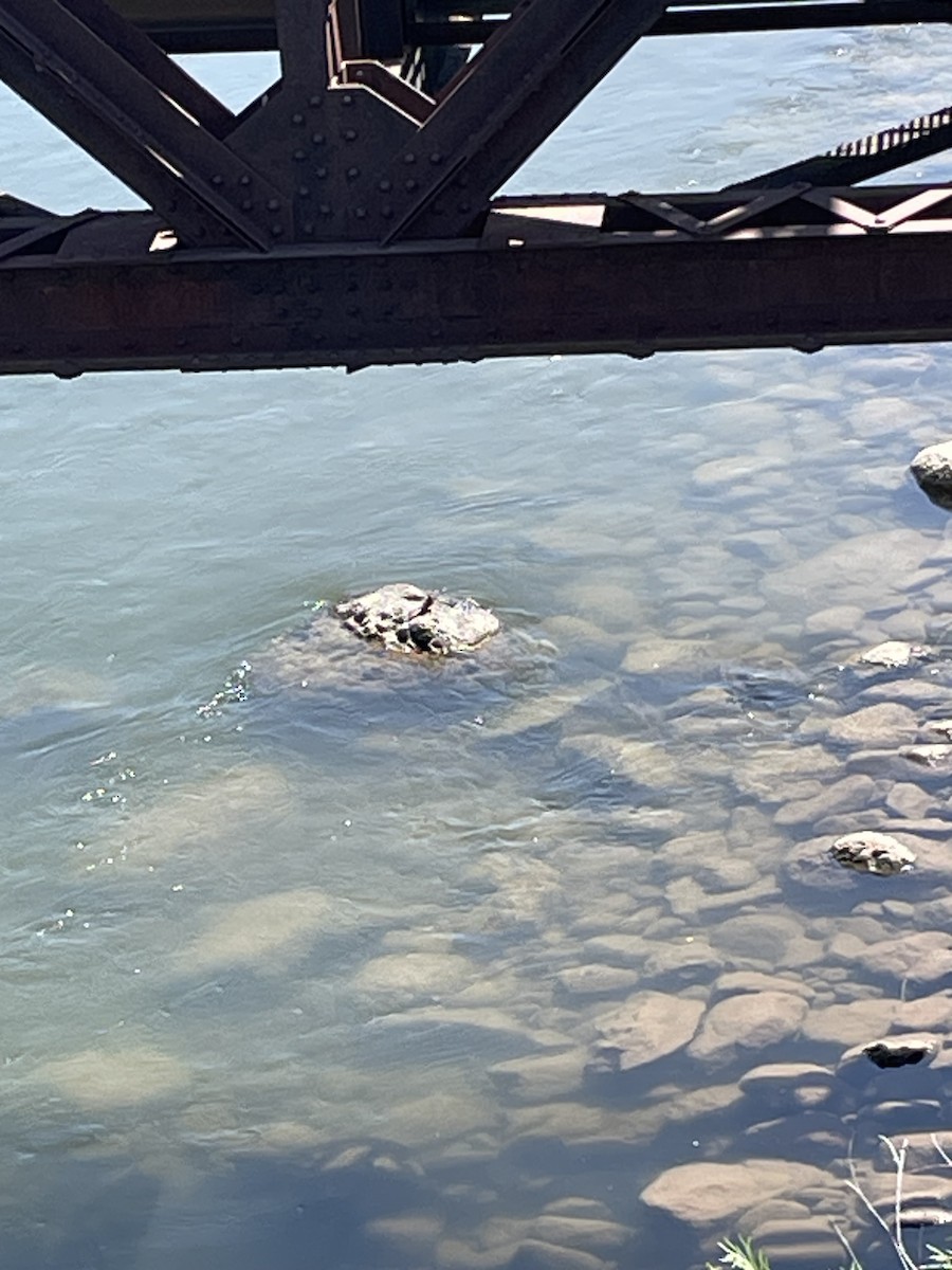 Black Phoebe - ML621878109