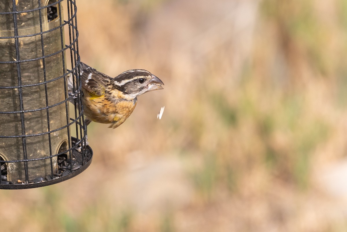 Black-headed Grosbeak - ML621878125