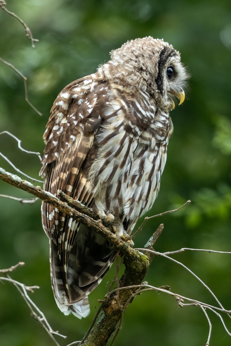 Barred Owl - ML621878136