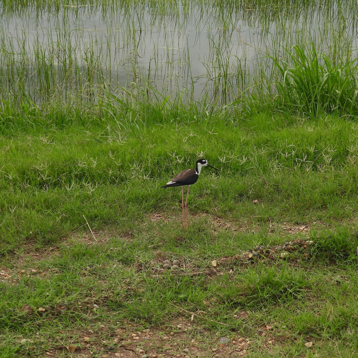 Black-necked Stilt - ML621878153