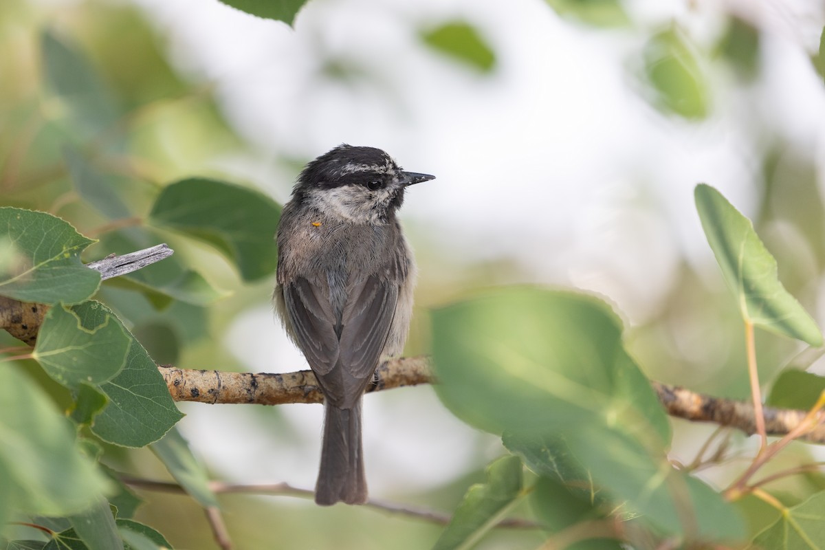 Mountain Chickadee - ML621878176