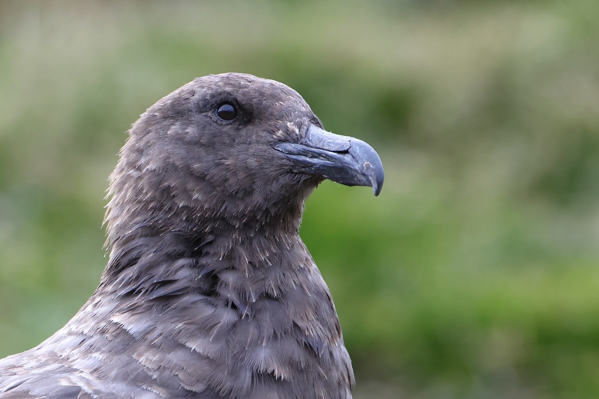 Brown Skua (Subantarctic) - ML621878188