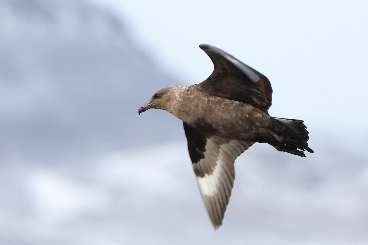 Brown Skua (Subantarctic) - ML621878189