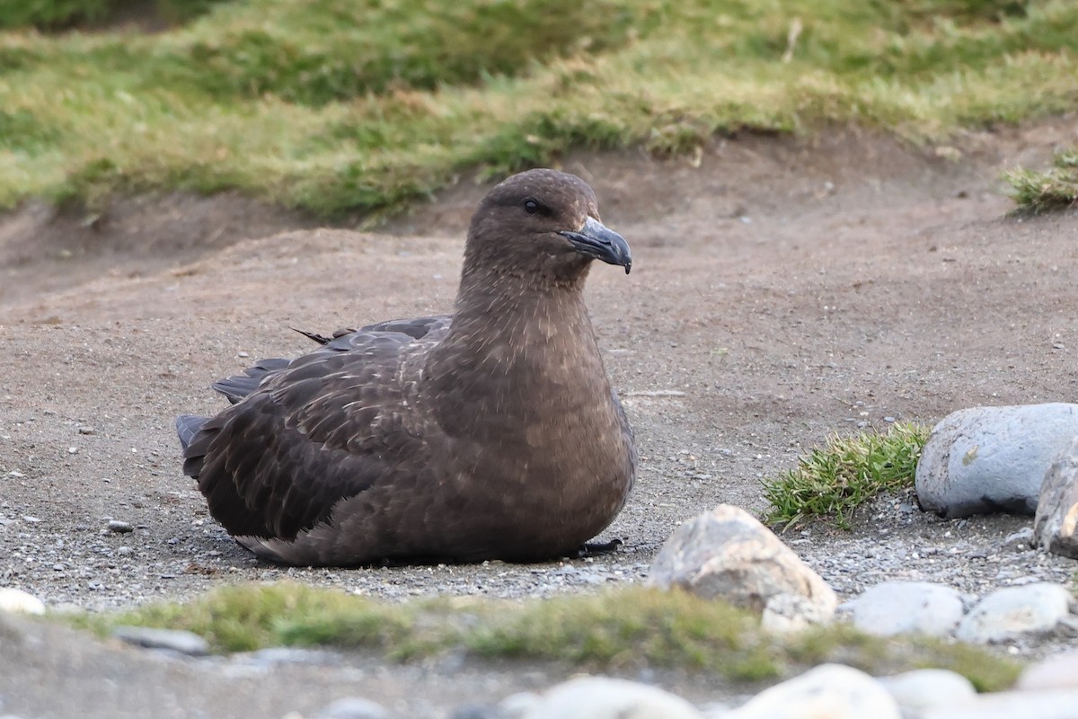 Brown Skua (Subantarctic) - ML621878190