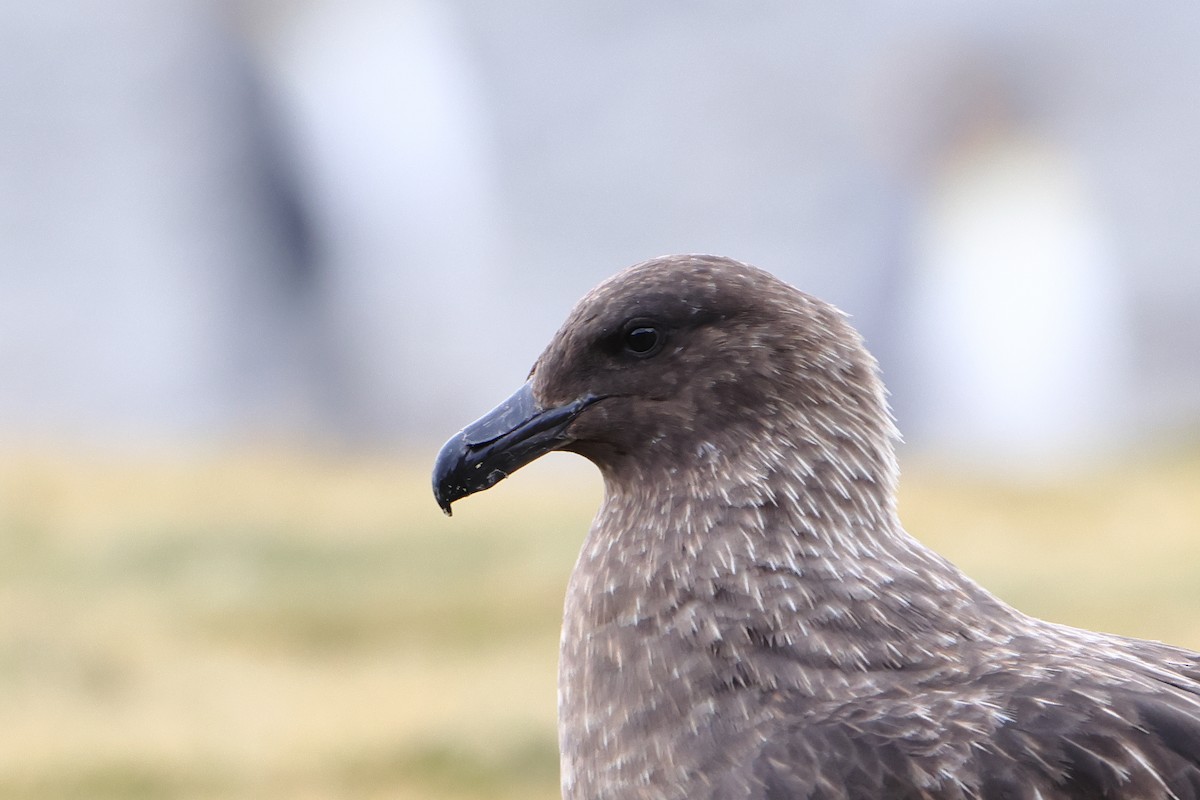 Brown Skua (Subantarctic) - ML621878191