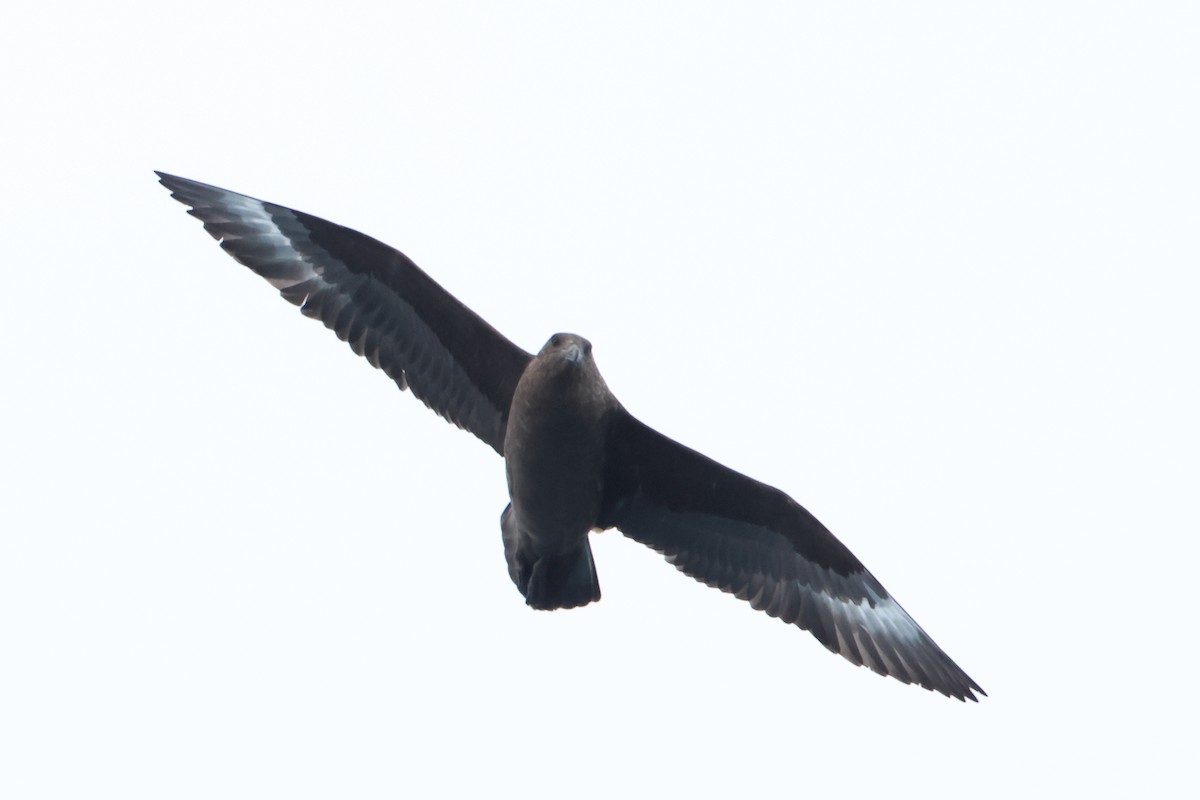 Brown Skua (Subantarctic) - ML621878192