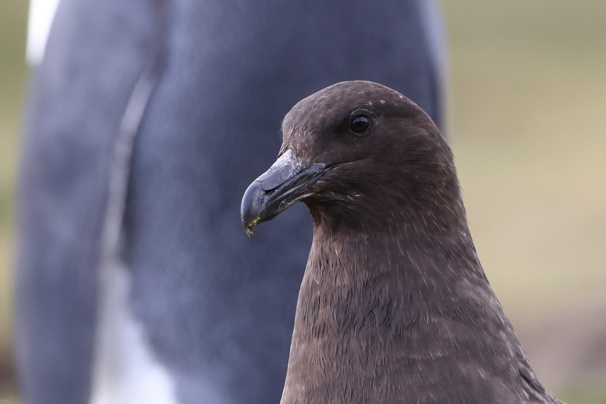 Brown Skua (Subantarctic) - ML621878193