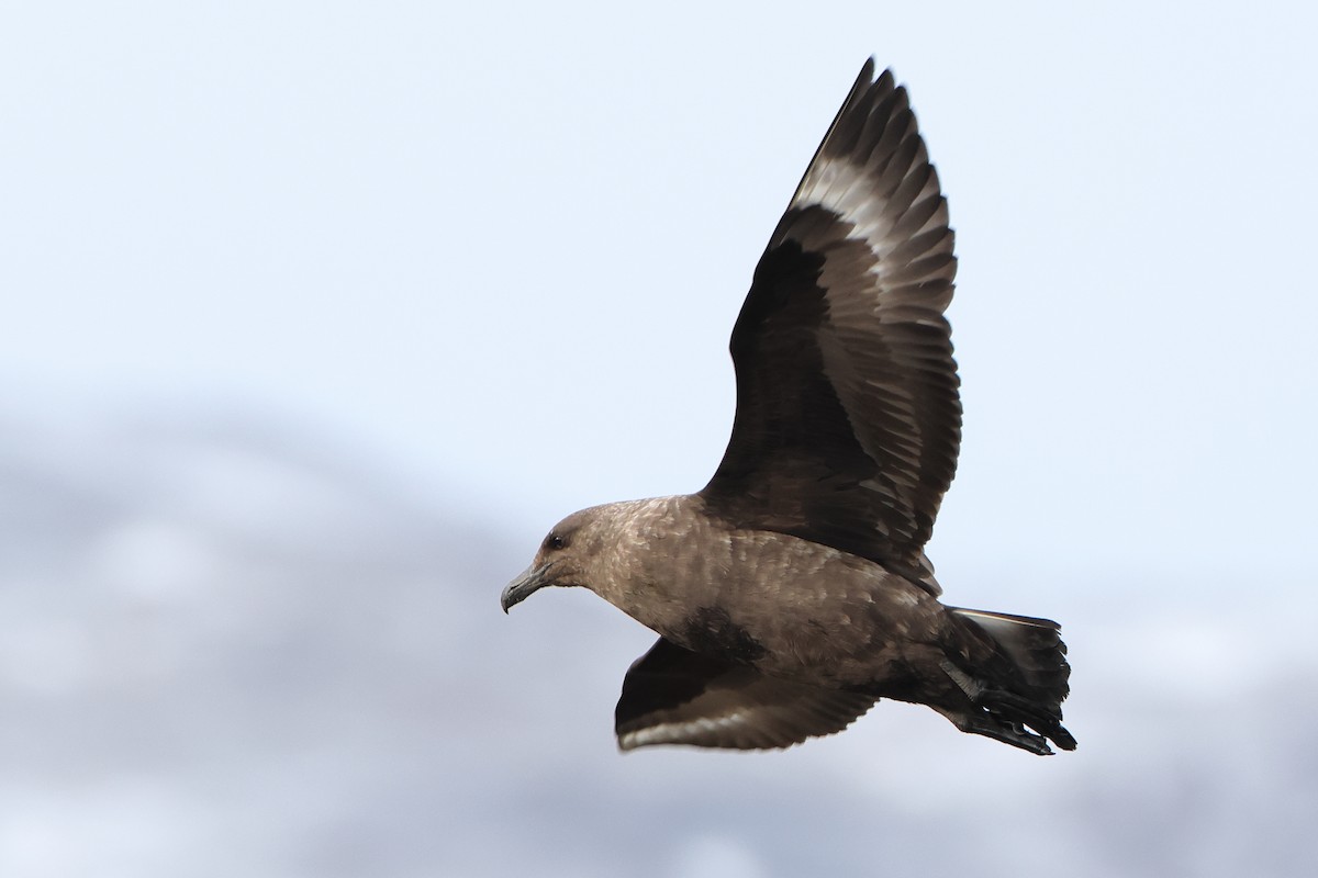 Brown Skua (Subantarctic) - ML621878194