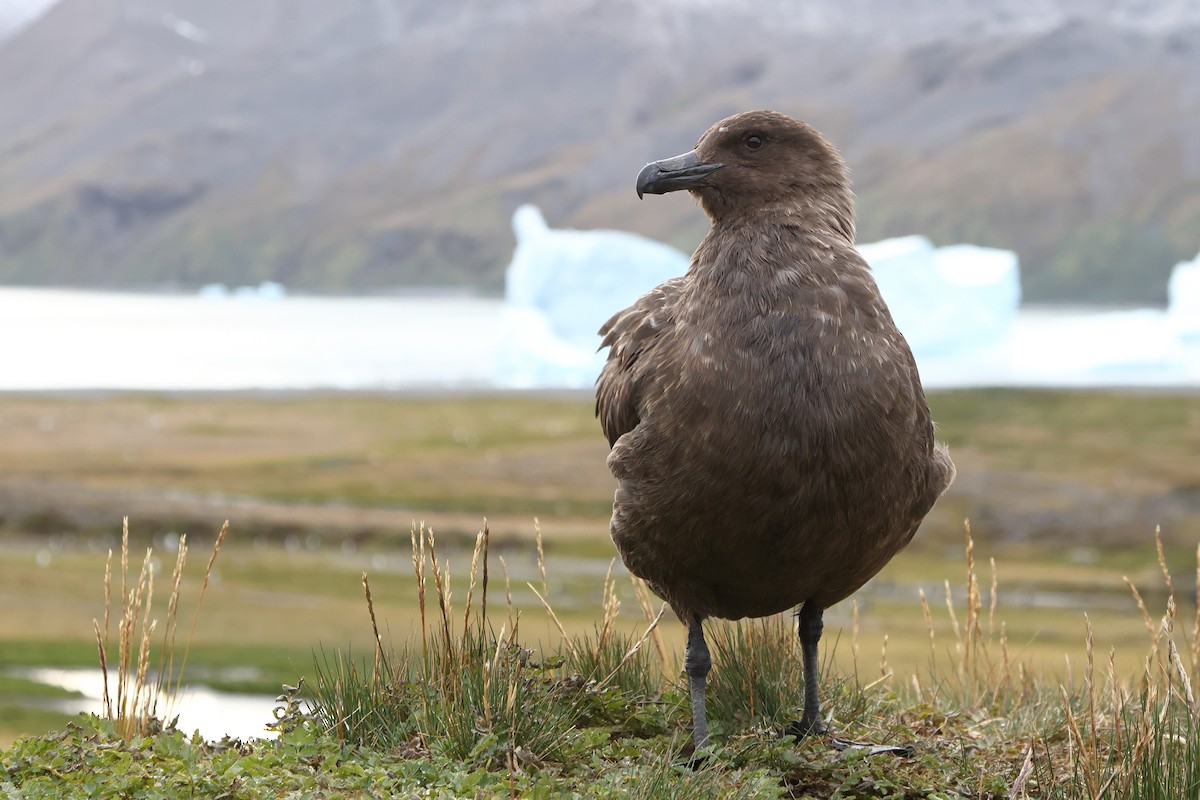 Brown Skua (Subantarctic) - ML621878195